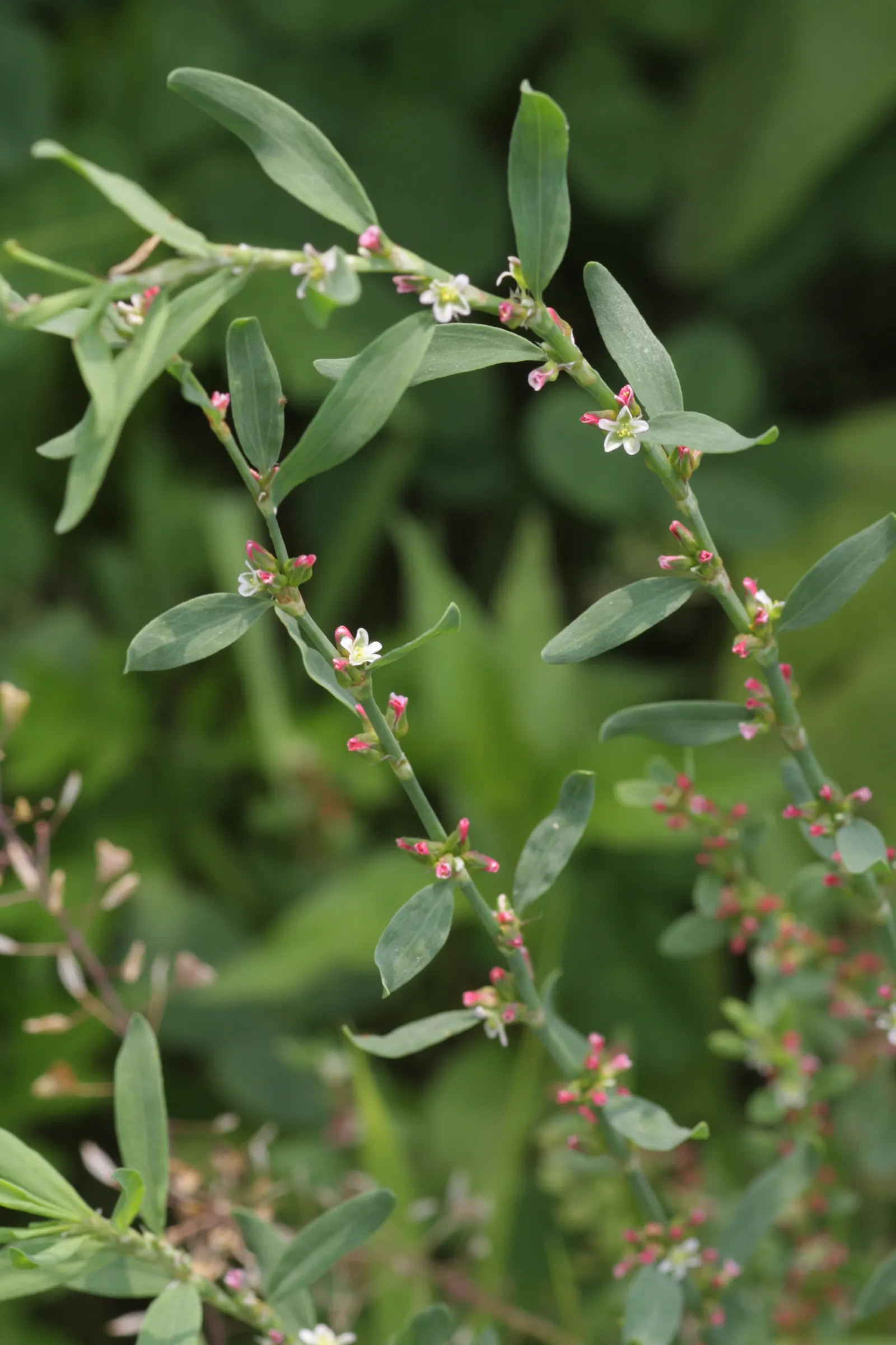 Knotweed (Persicaria Affinis 'Superba') — elliptical leaves turn bronzy-green in fall