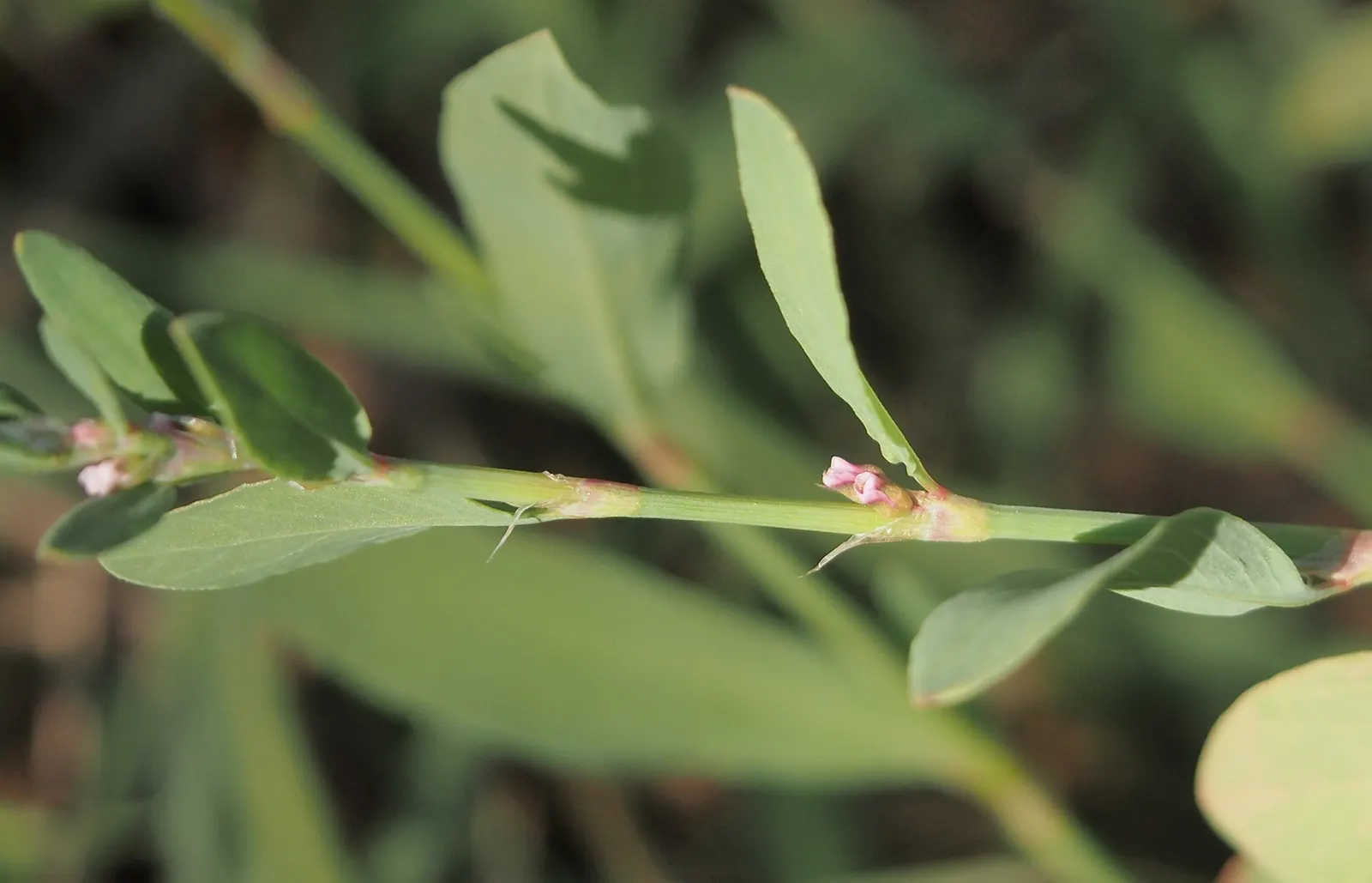 Knotweed (Persicaria Affinis 'Superba') — preferring full sun to partial shade and moist; it is a delightful choice for gardeners looking for a, image 90