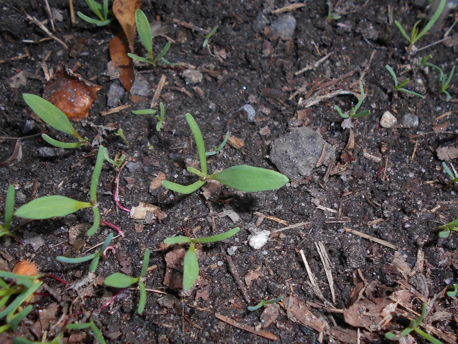 Knotweed (Persicaria Affinis 'Superba') — with the added interest of taking on a bronzed to verdant red palette as the temperatures drop; elliptical leaves