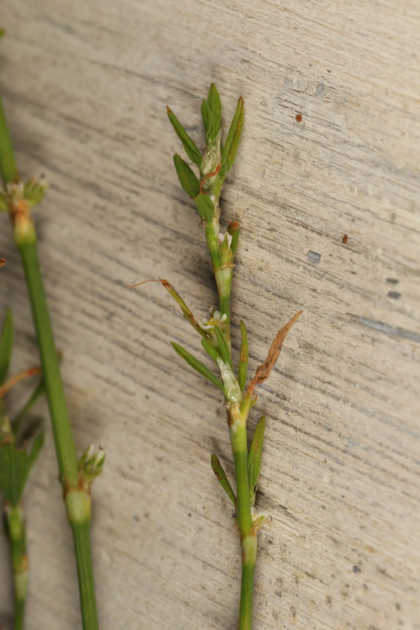 Knotweed (Persicaria Affinis 'Superba') — It is a delightful choice for gardeners looking for a groundcover that offers both beauty and practicality, image 81