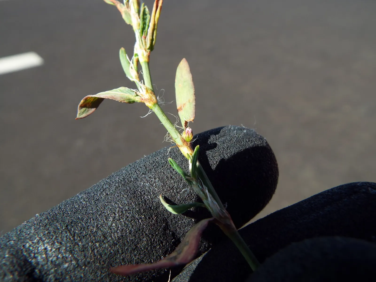 Knotweed (Persicaria Affinis 'Superba') — Ideal for borders or slopes; elliptical leaves turn bronzy-green in fall, image 49