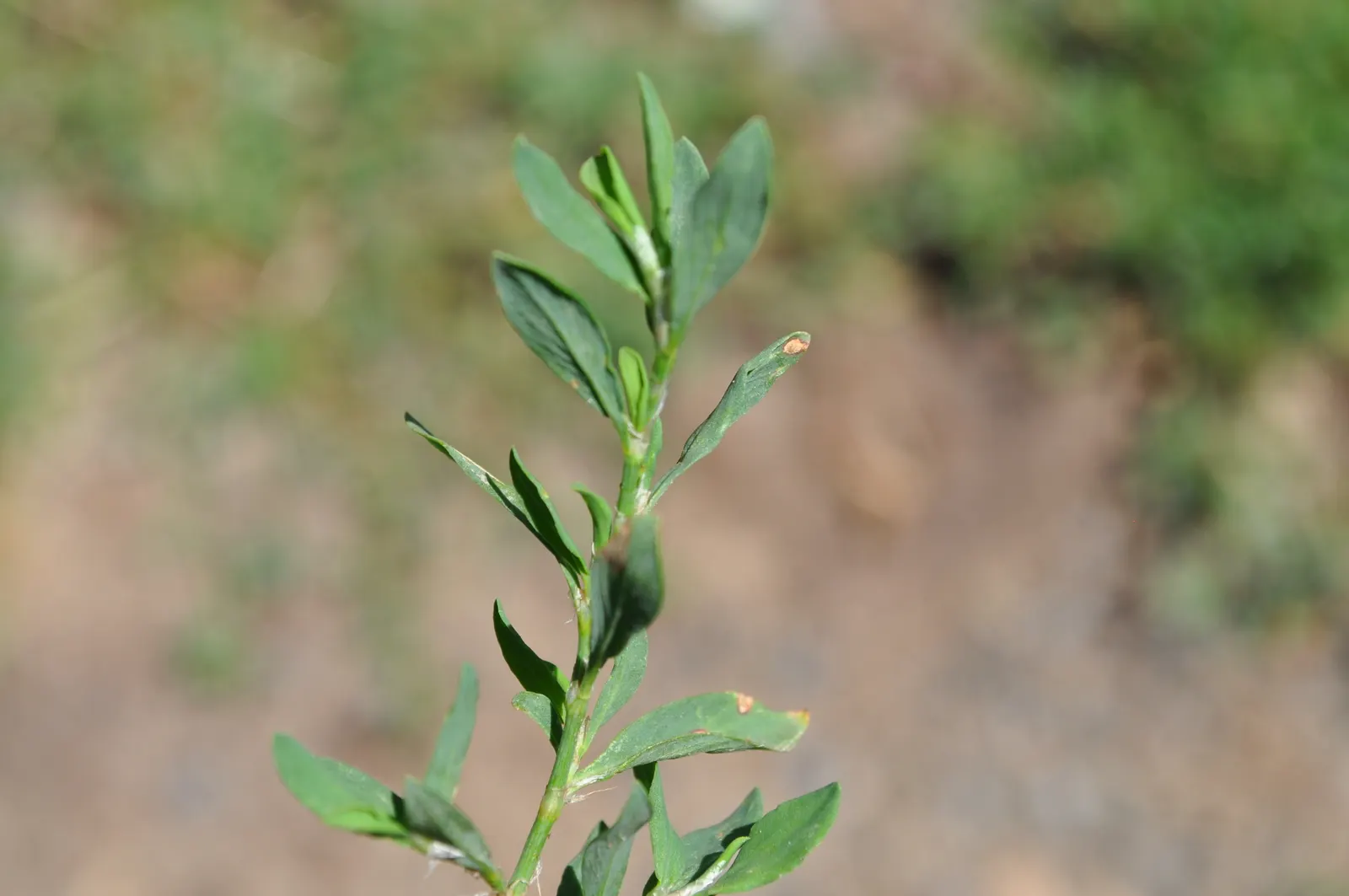 Knotweed (Persicaria Affinis 'Superba') — or as a stabilizing force on sloped terrains