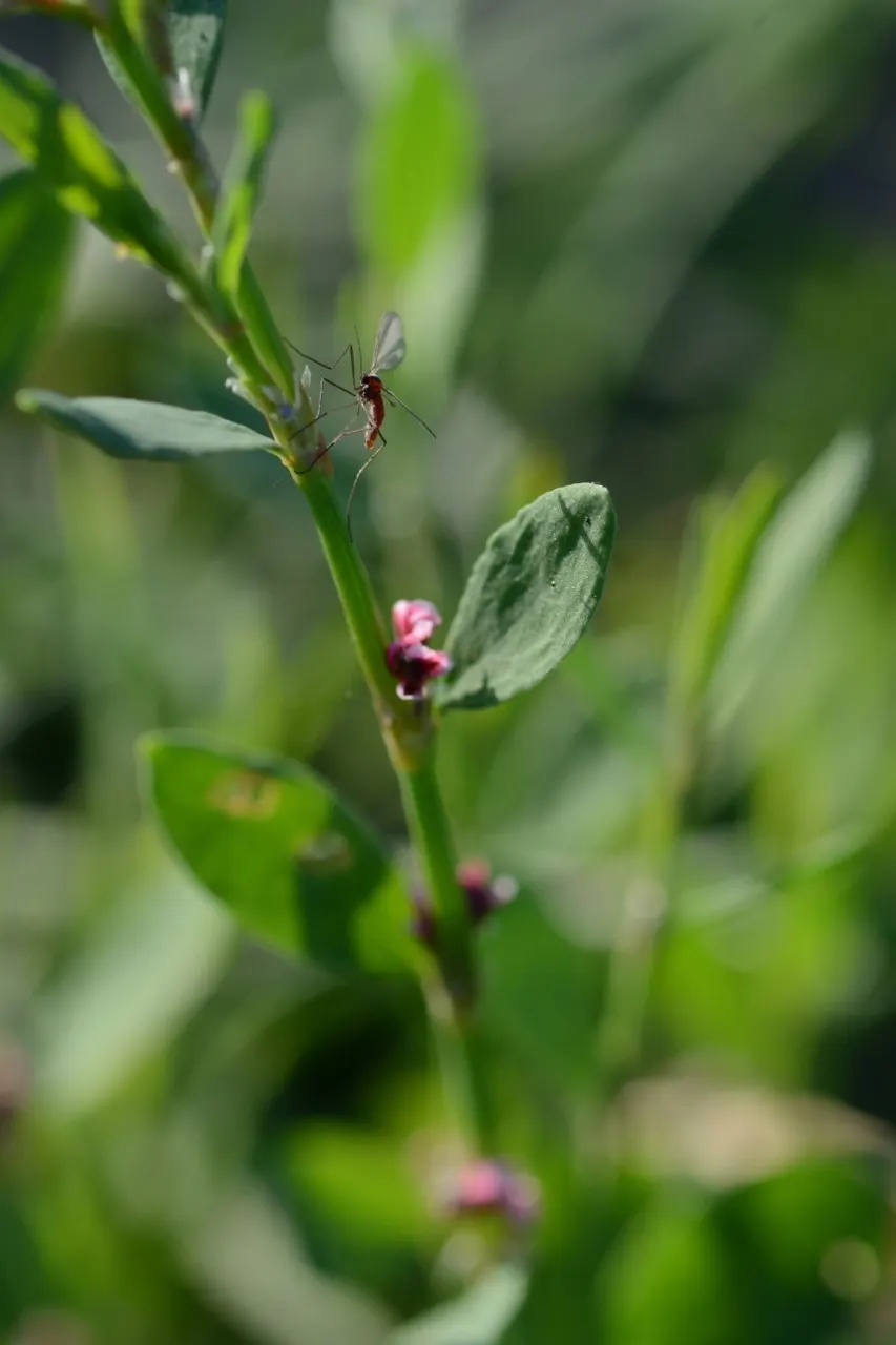 Knotweed (Persicaria Affinis 'Superba') — One of the key features of the Knotweed is its dense clusters of tiny; elliptical leaves turn, image 115