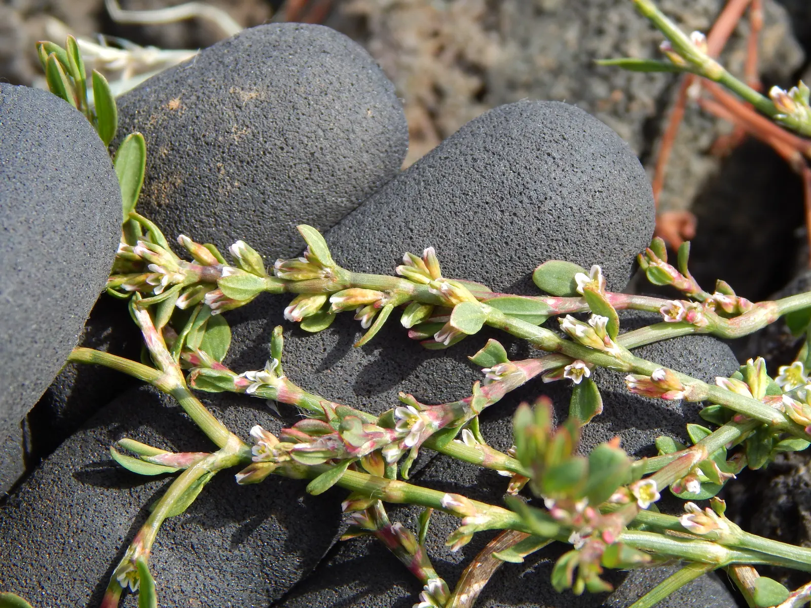 Knotweed (Persicaria Affinis 'Superba') — When integrating Knotweed into a design