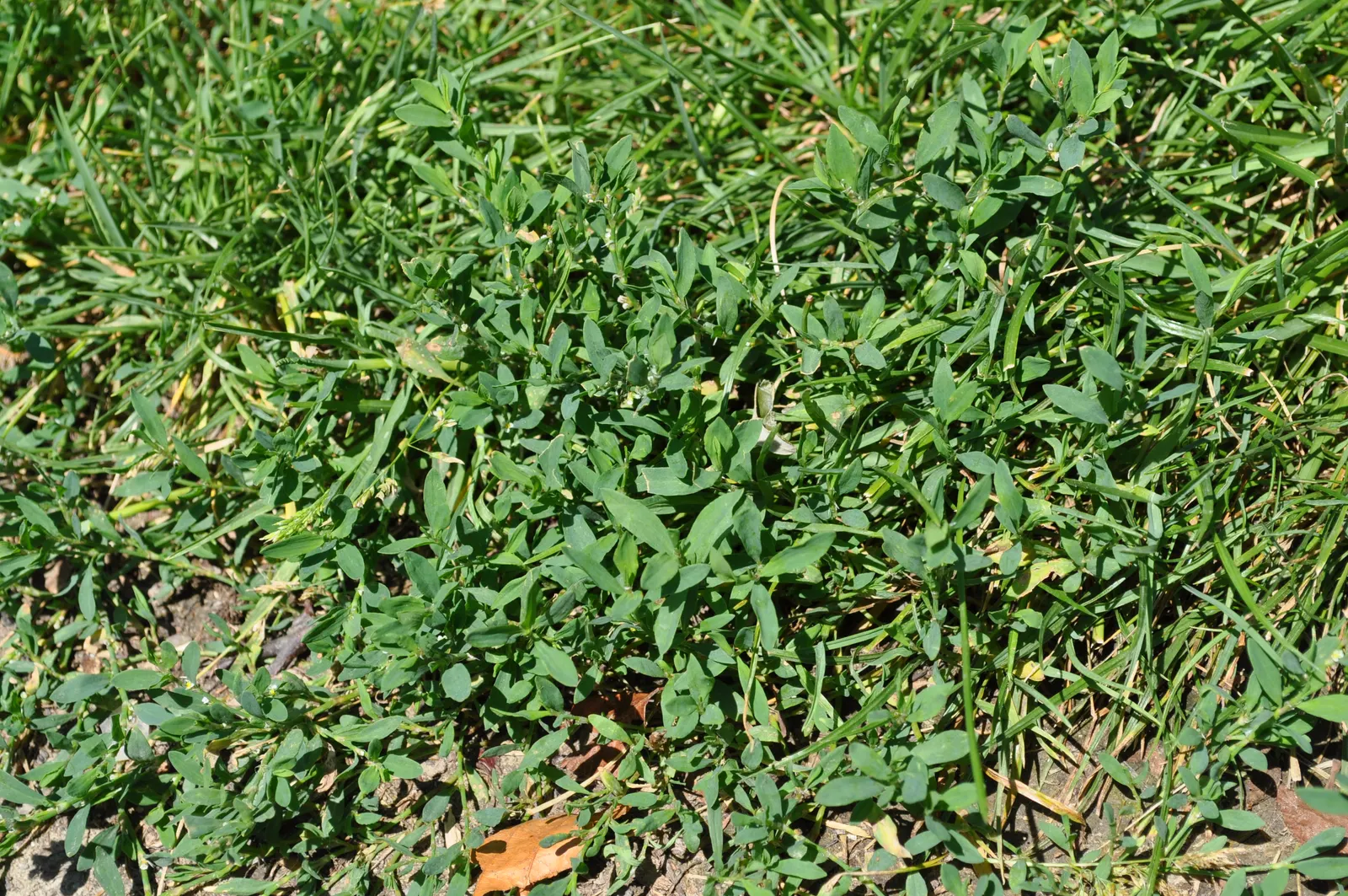 Knotweed (Persicaria Affinis 'Superba') — making it versatile across many climates