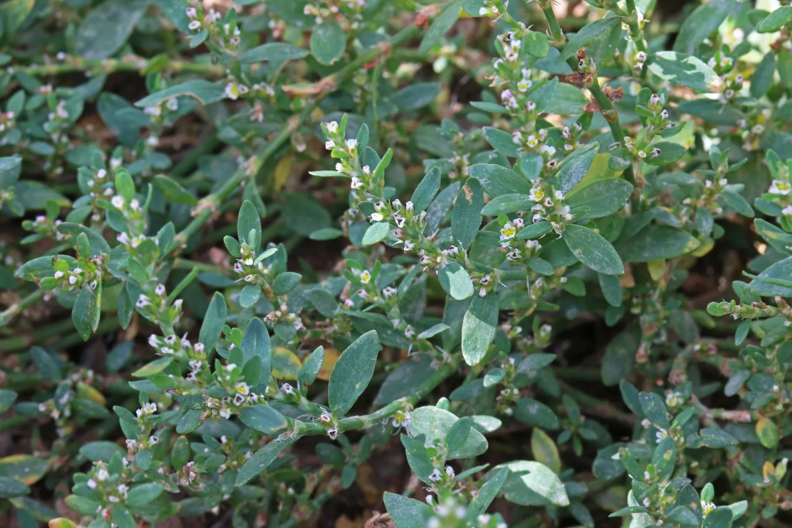Knotweed (Persicaria Affinis 'Superba') — spreading groundcover that adds an eclectic charm to any garden scape; pink flowers that gradually deepen, image 50