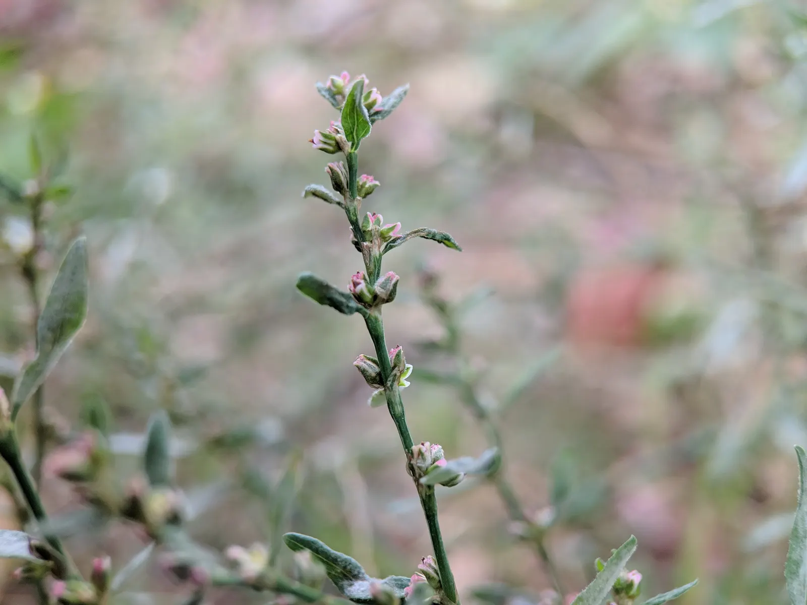 Knotweed (Persicaria Affinis 'Superba') — Ideal for borders or slopes; elliptical leaves turn bronzy-green in fall, image 91