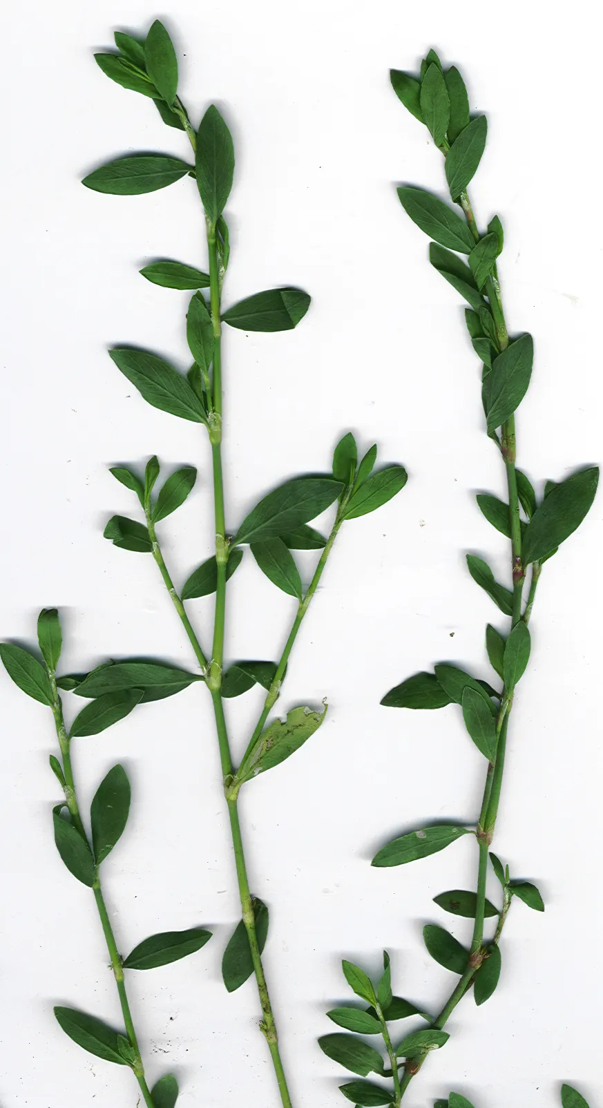 Knotweed (Persicaria Affinis 'Superba') — Persicaria affinis 'Superba', also known as knotweed, is a robust, mat-forming perennial