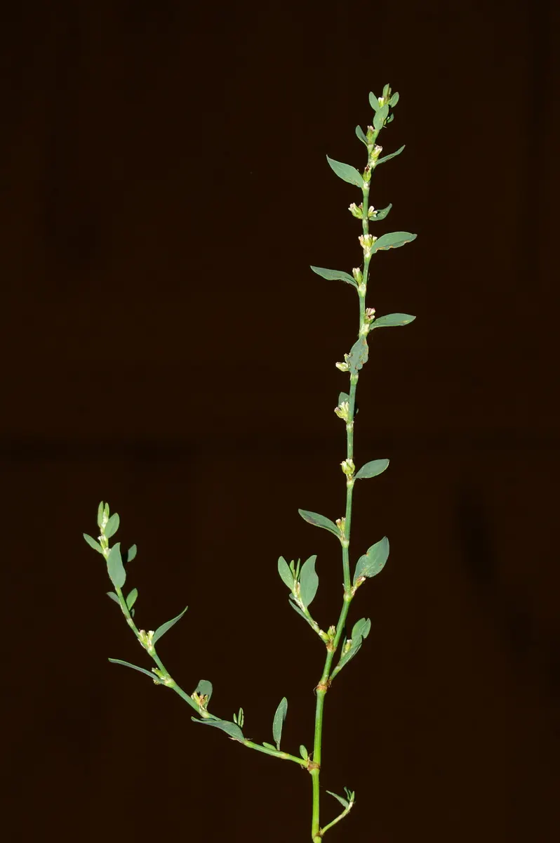 Knotweed (Persicaria Affinis 'Superba') — Persicaria affinis 'Superba', also known as knotweed, is a robust, mat-forming perennial; elliptical, image 106