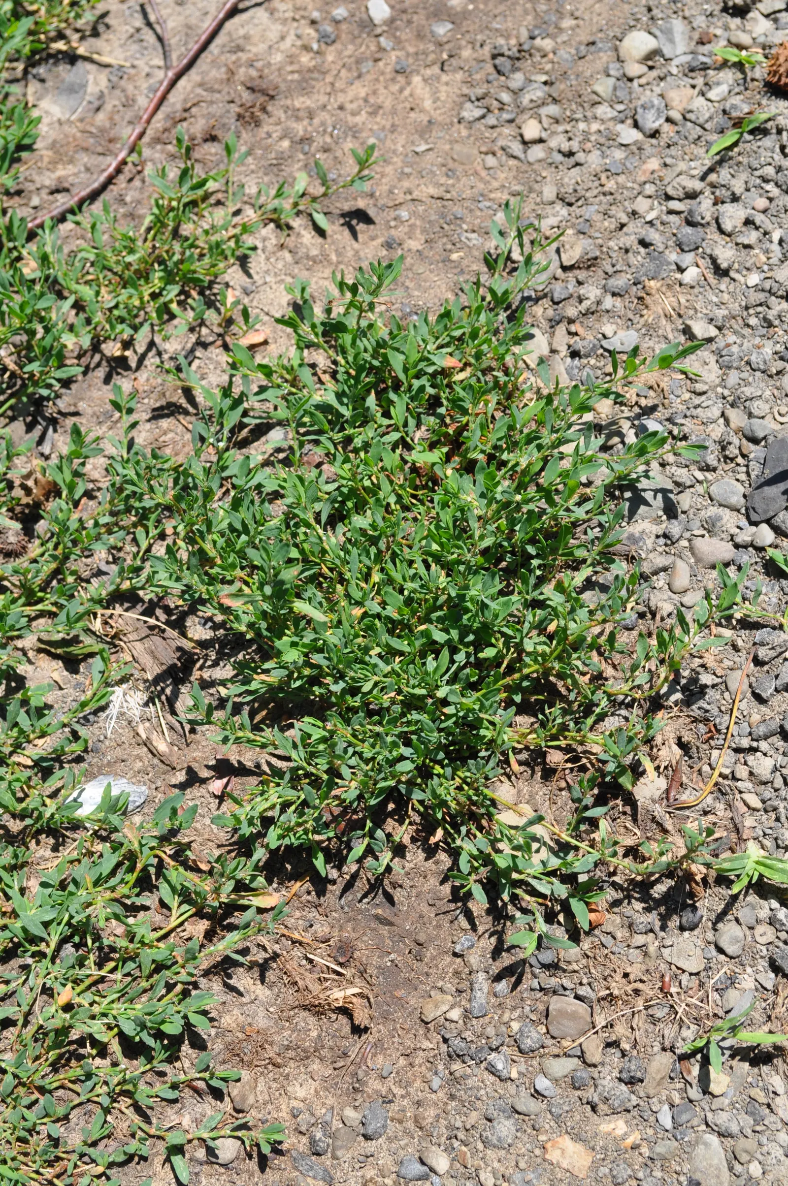 Knotweed (Persicaria Affinis 'Superba') — One of the key features of the Knotweed is its dense clusters of tiny; elliptical leaves turn, image 52