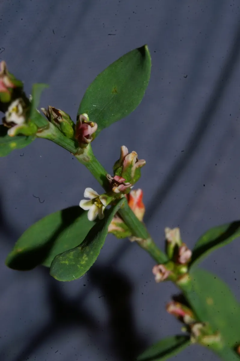 Knotweed (Persicaria Affinis 'Superba') — spreading groundcover that adds an eclectic charm to any garden scape; pink flowers that gradually deepen to a rich
