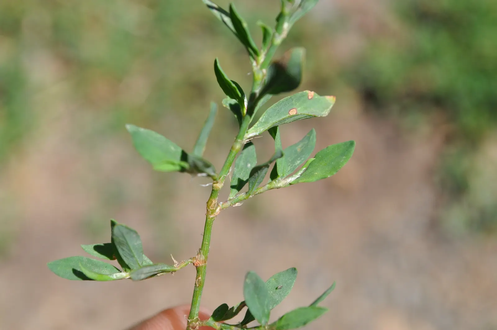 Knotweed (Persicaria Affinis 'Superba') — making it versatile across many climates; it is a delightful choice for gardeners looking for a, image 114