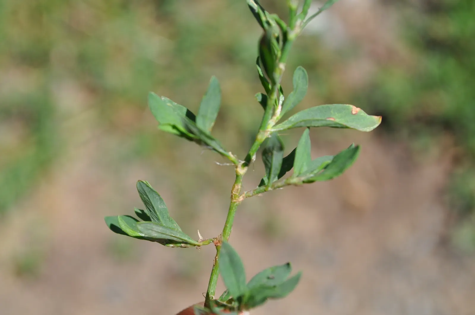 Knotweed (Persicaria Affinis 'Superba') — pink and red flowers in the garden; elliptical leaves turn bronzy-green in fall, image 61