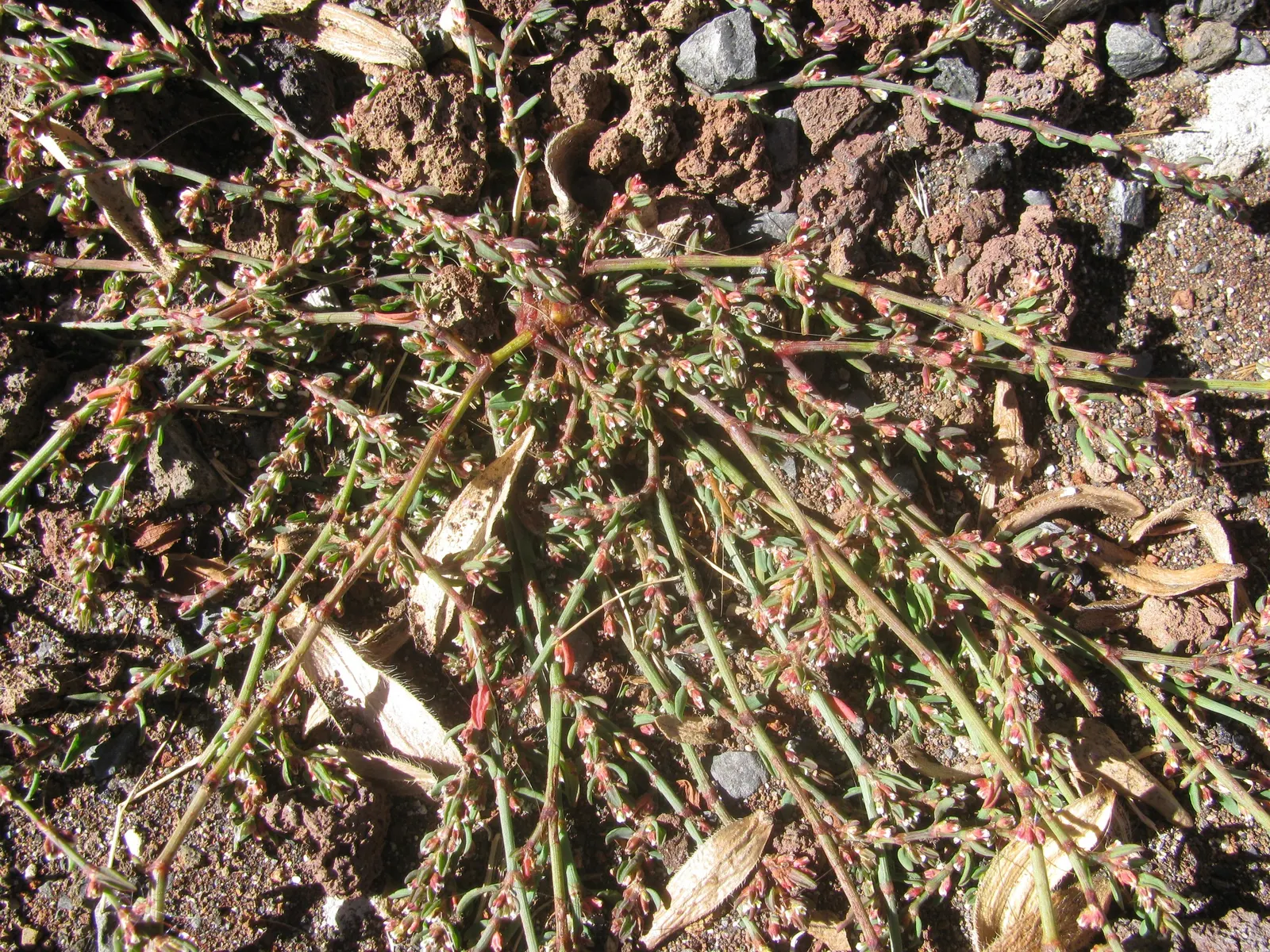 Knotweed (Persicaria Affinis 'Superba') — Persicaria affinis 'Superba', also known as knotweed, is a robust, mat-forming perennial; elliptical, image 64