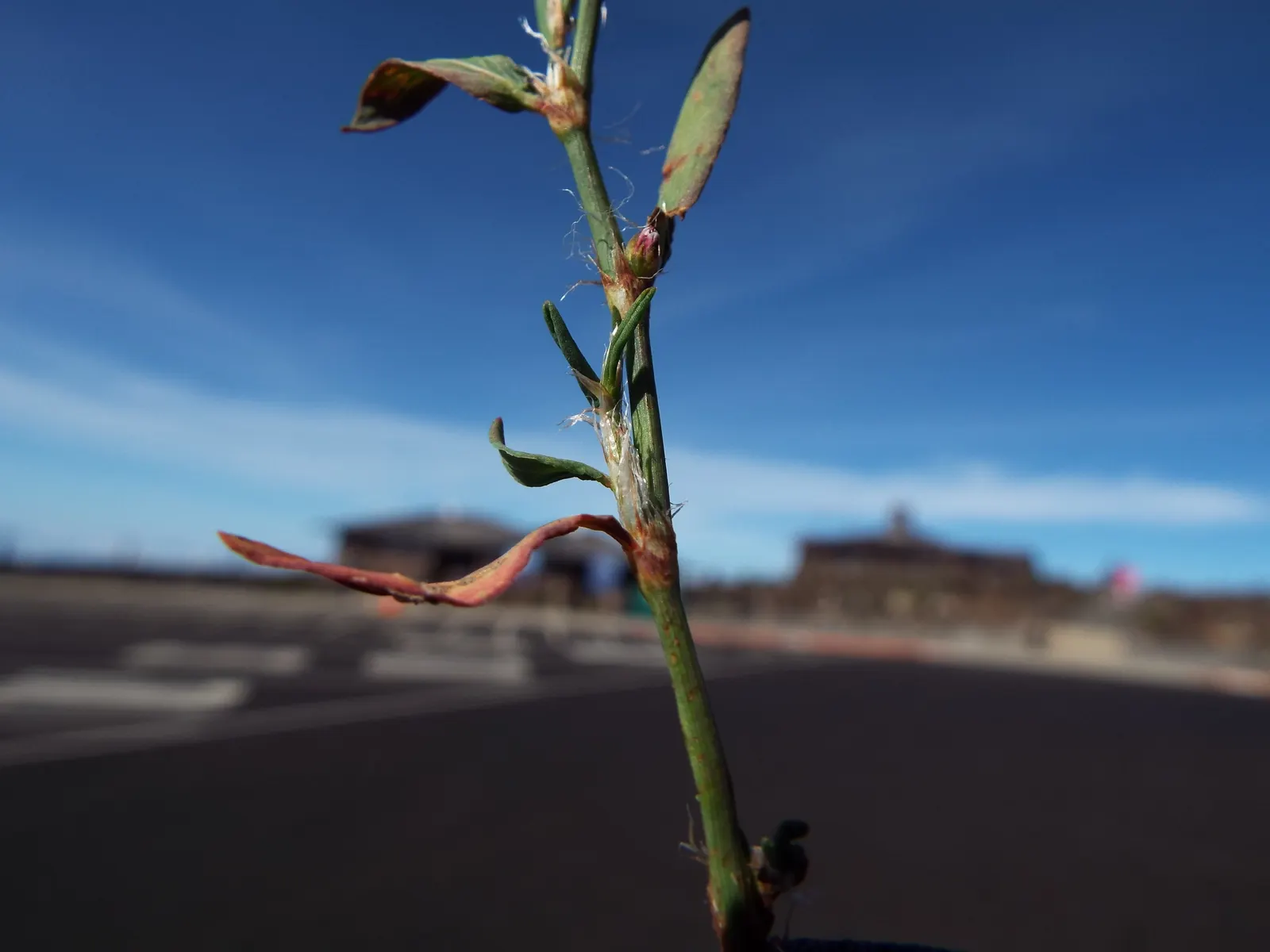 Knotweed (Persicaria Affinis 'Superba') — Persicaria affinis 'Superba', also known as knotweed, is a robust, mat-forming perennial; elliptical, image 43