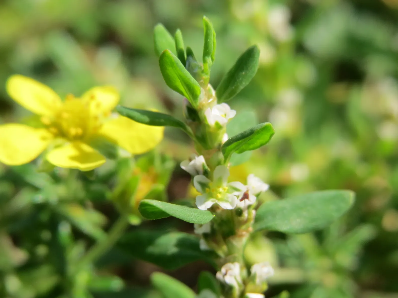Knotweed (Persicaria Affinis 'Superba') — consider using it for borders