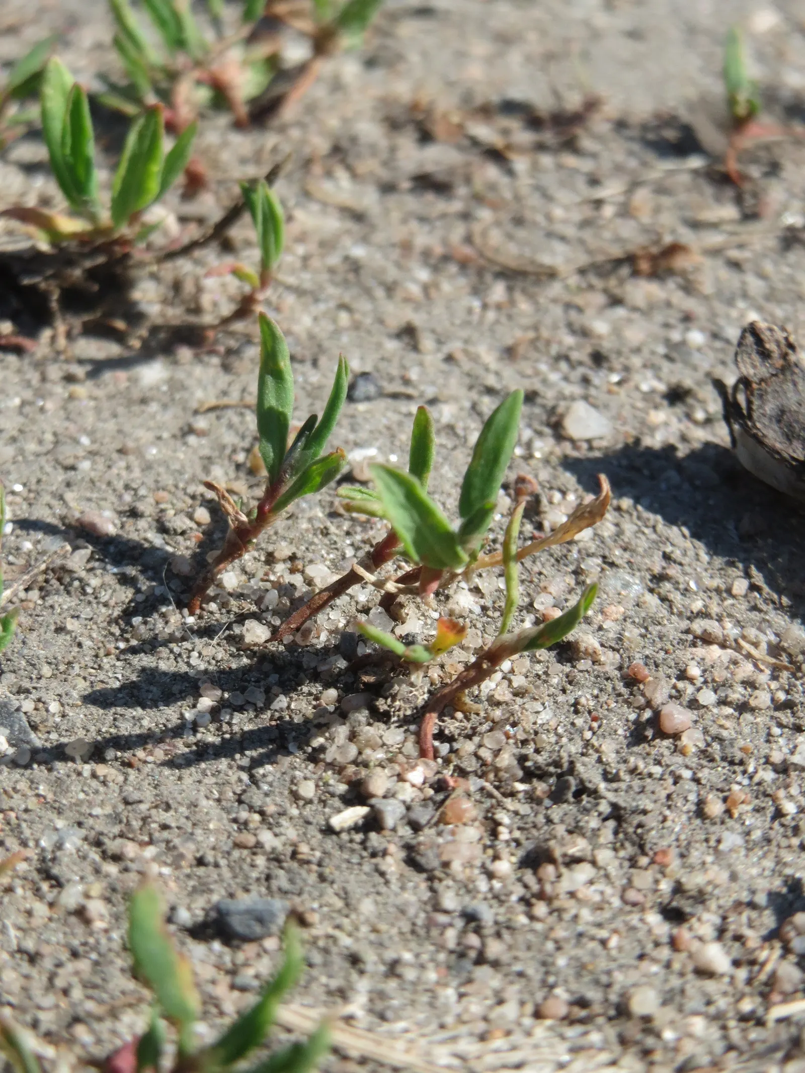 Knotweed (Persicaria Affinis 'Superba') — One of the key features of the Knotweed is its dense clusters of tiny; elliptical leaves turn bronzy-green in fall