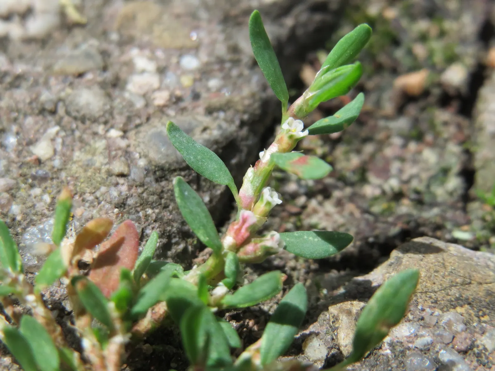 Knotweed (Persicaria Affinis 'Superba') — This low-maintenance ground cover thrives in Zones 4-9; pink flowers that gradually deepen to a rich, image 68