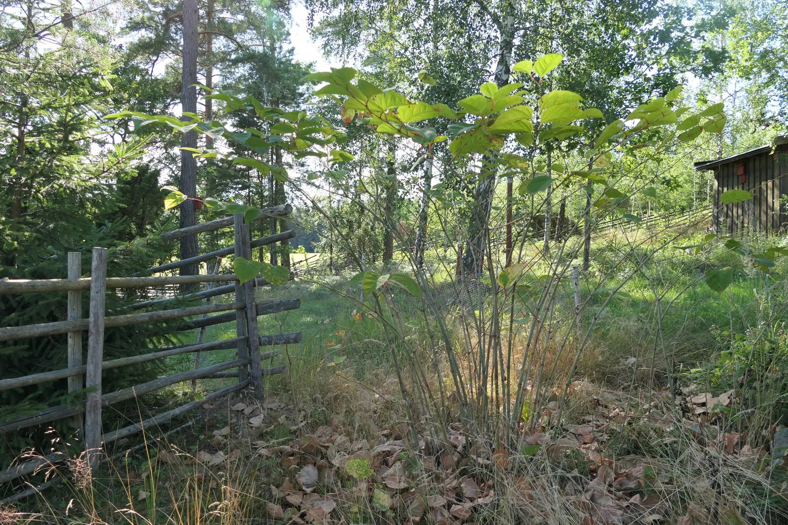 Knotweed (Persicaria Affinis 'Superba') — When integrating Knotweed into a design; it is a delightful choice for gardeners looking for a, image 78
