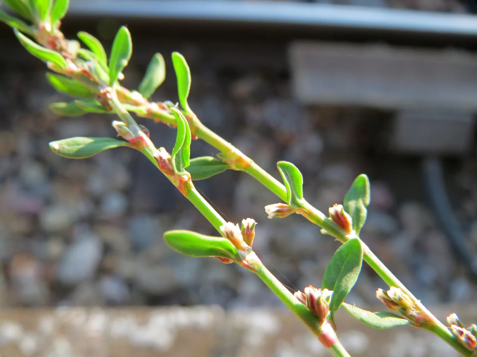 Knotweed (Persicaria Affinis 'Superba') — making it versatile across many climates; it is a delightful choice for gardeners looking for a groundcover that