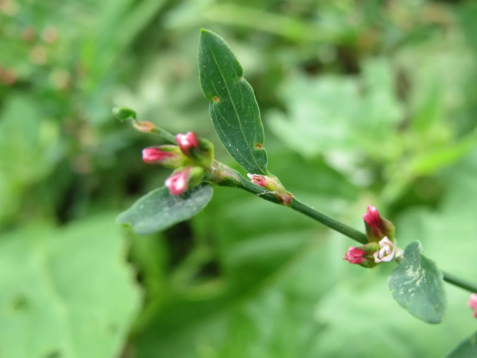 Knotweed (Persicaria Affinis 'Superba') — ground cover / perennial for full or half