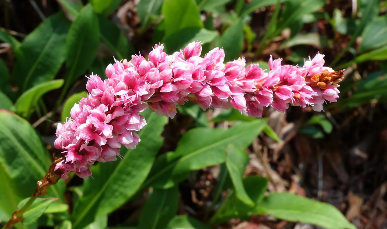 Knotweed (Persicaria Affinis 'Superba') — With a height of 8-12 inches and a spread of 18-24 inches; it is a delightful choice for gardeners, image 87