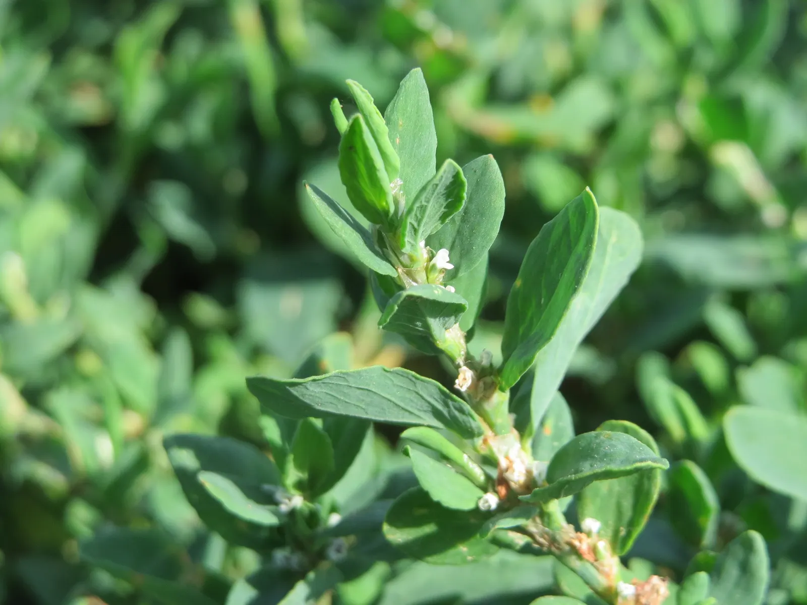 Knotweed (Persicaria Affinis 'Superba') — consider using it for borders; elliptical leaves turn bronzy-green in fall