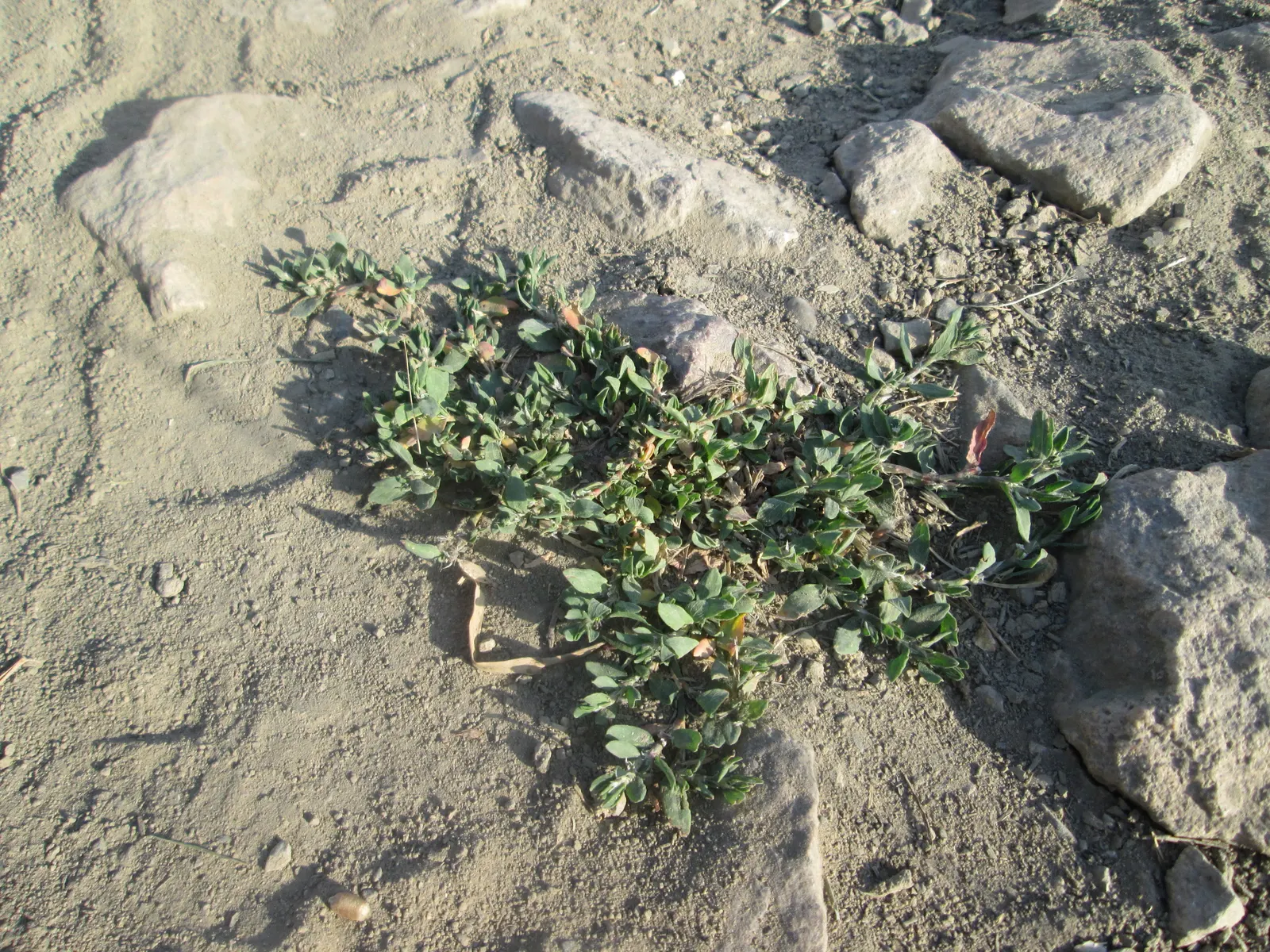 Knotweed (Persicaria Affinis 'Superba') — consider using it for borders; elliptical leaves turn bronzy-green in fall, image 79