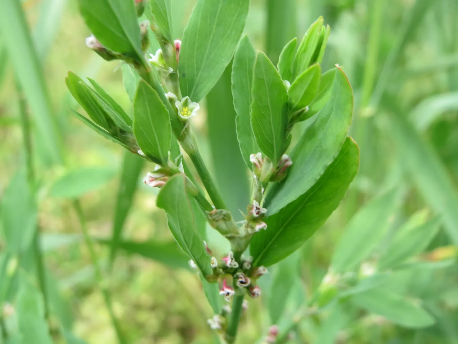 Knotweed (Persicaria Affinis 'Superba') — With a height of 8-12 inches and a spread of 18-24 inches