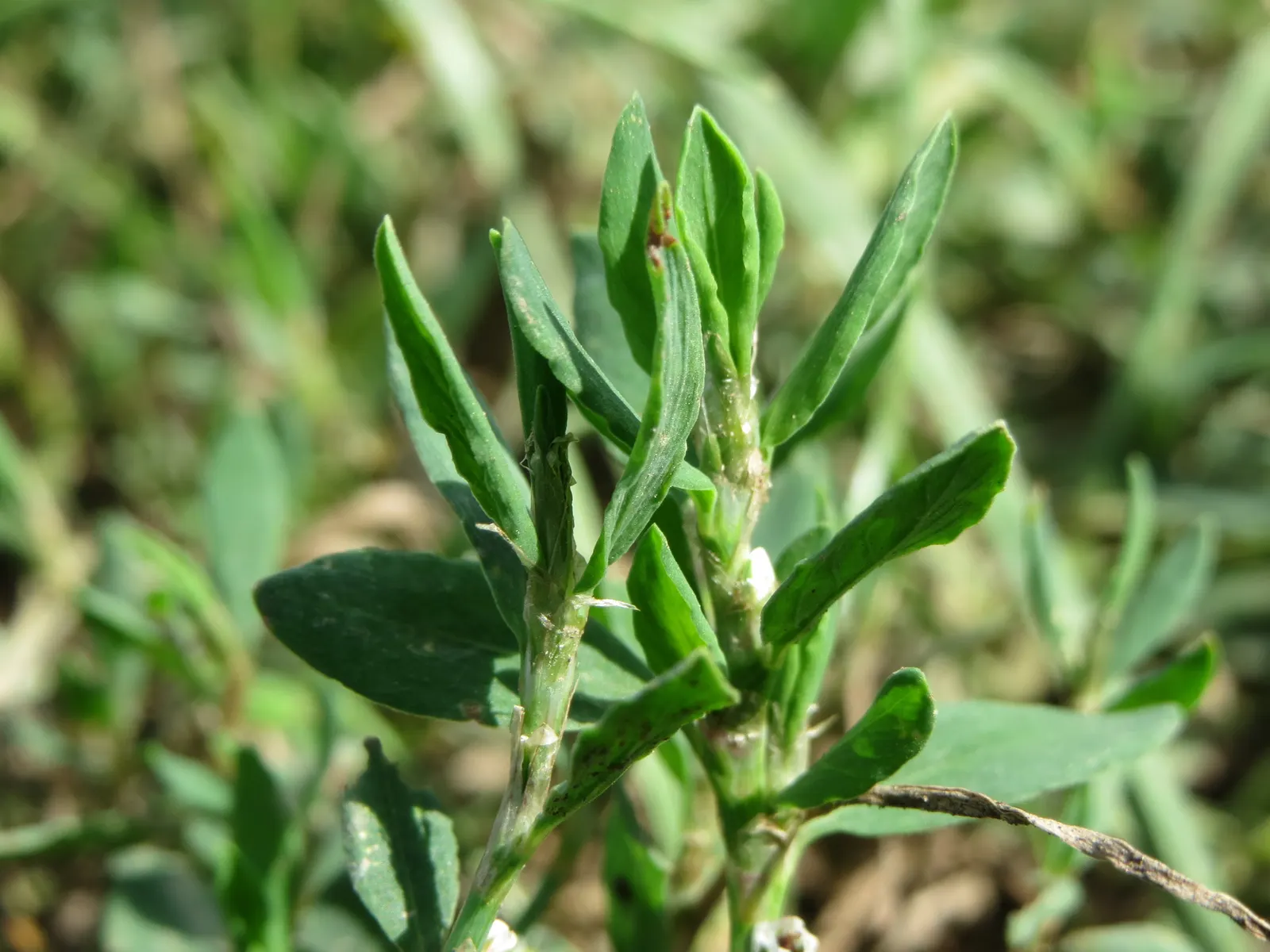 Knotweed (Persicaria Affinis 'Superba') — Ideal for borders or slopes; elliptical leaves turn bronzy-green in fall, image 112
