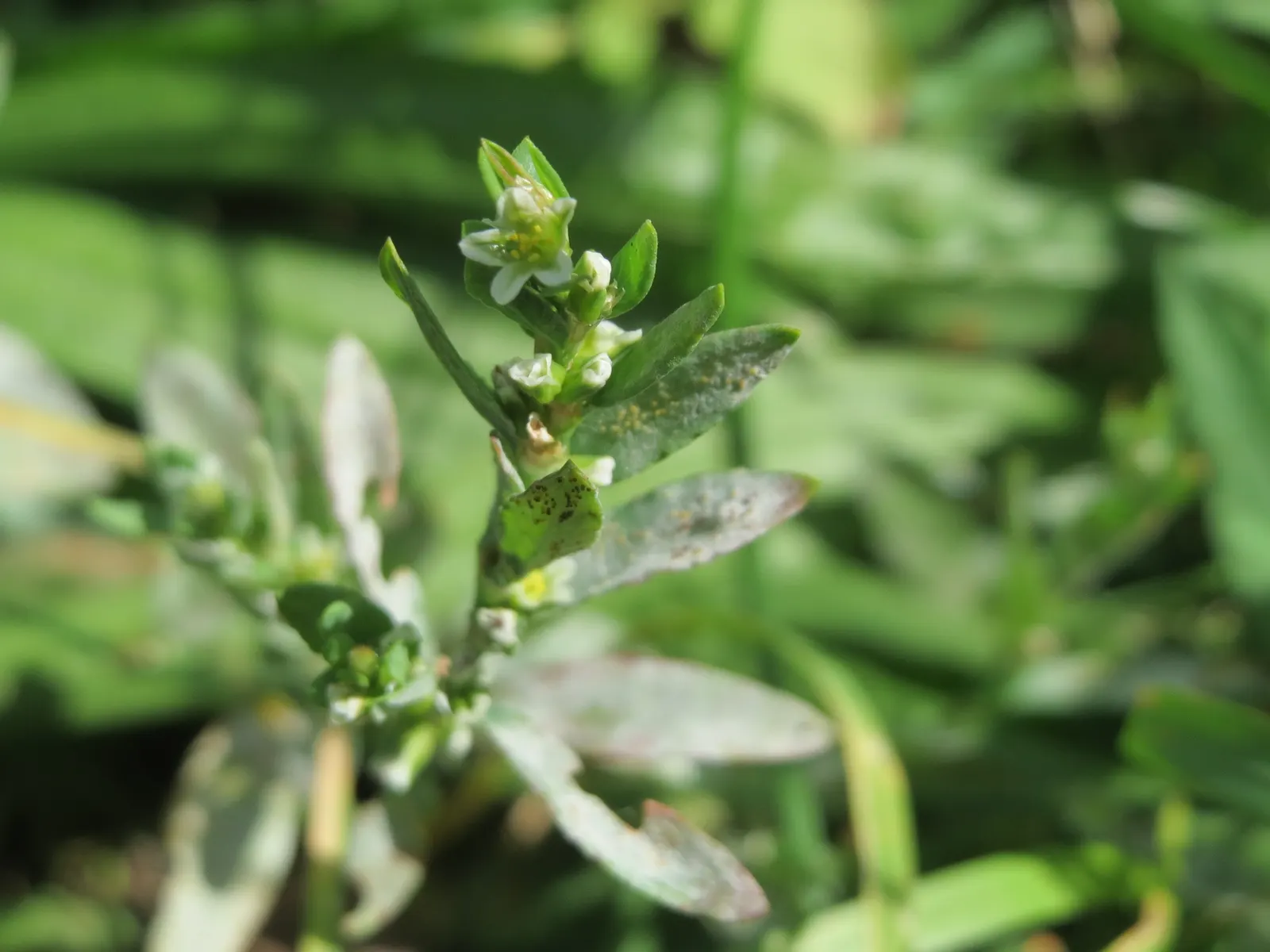 Knotweed (Persicaria Affinis 'Superba') — preferring full sun to partial shade and moist; it is a delightful choice for gardeners looking for a, image 69