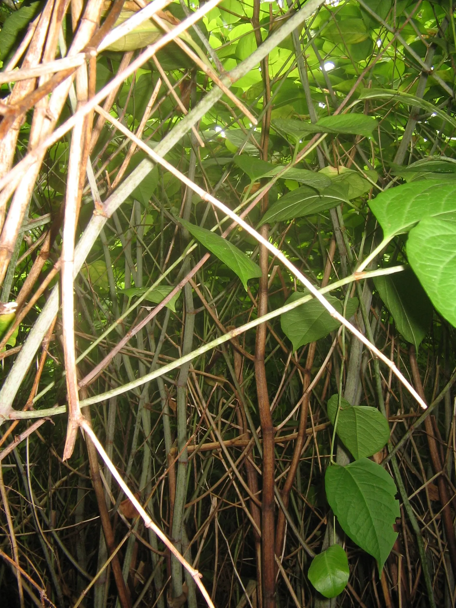 Knotweed (Persicaria Affinis 'Superba') — With a height of 8-12 inches and a spread of 18-24 inches; it is a delightful choice for gardeners, image 108