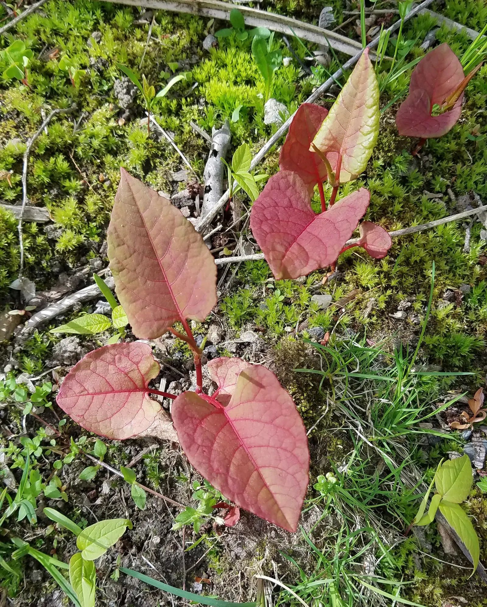 Knotweed (Persicaria Affinis 'Superba') — This autumnal color transition creates a multi-seasonal display that enriches the garden's aesthetic, image 98