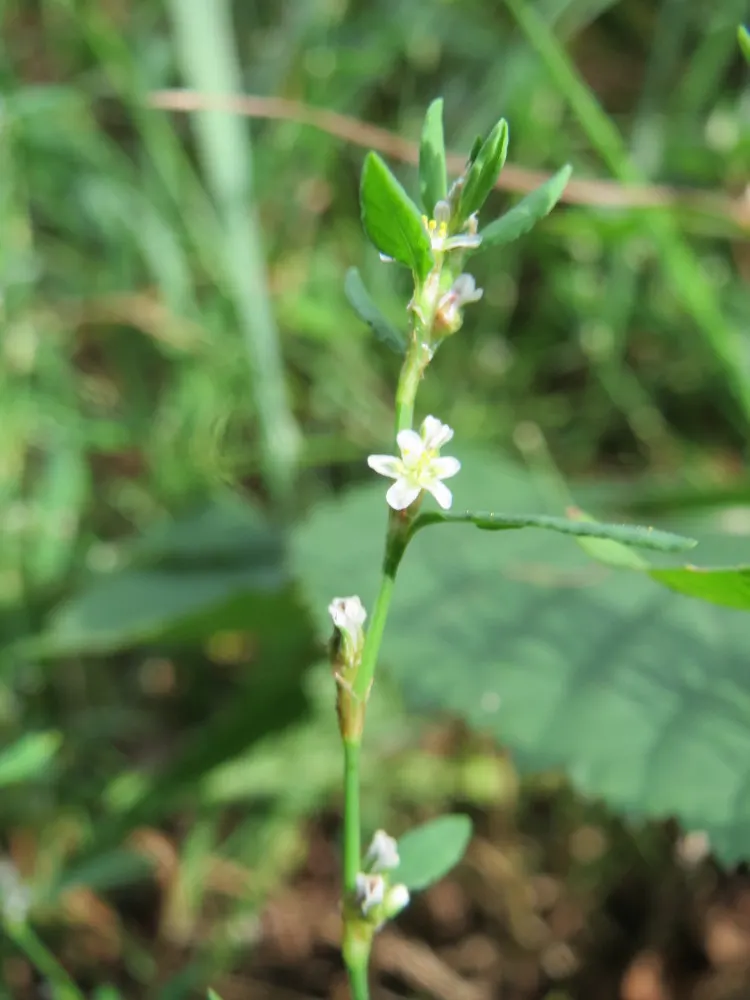 Knotweed (Persicaria Affinis 'Superba') — elliptical leaves turn bronzy-green in fall, image 88