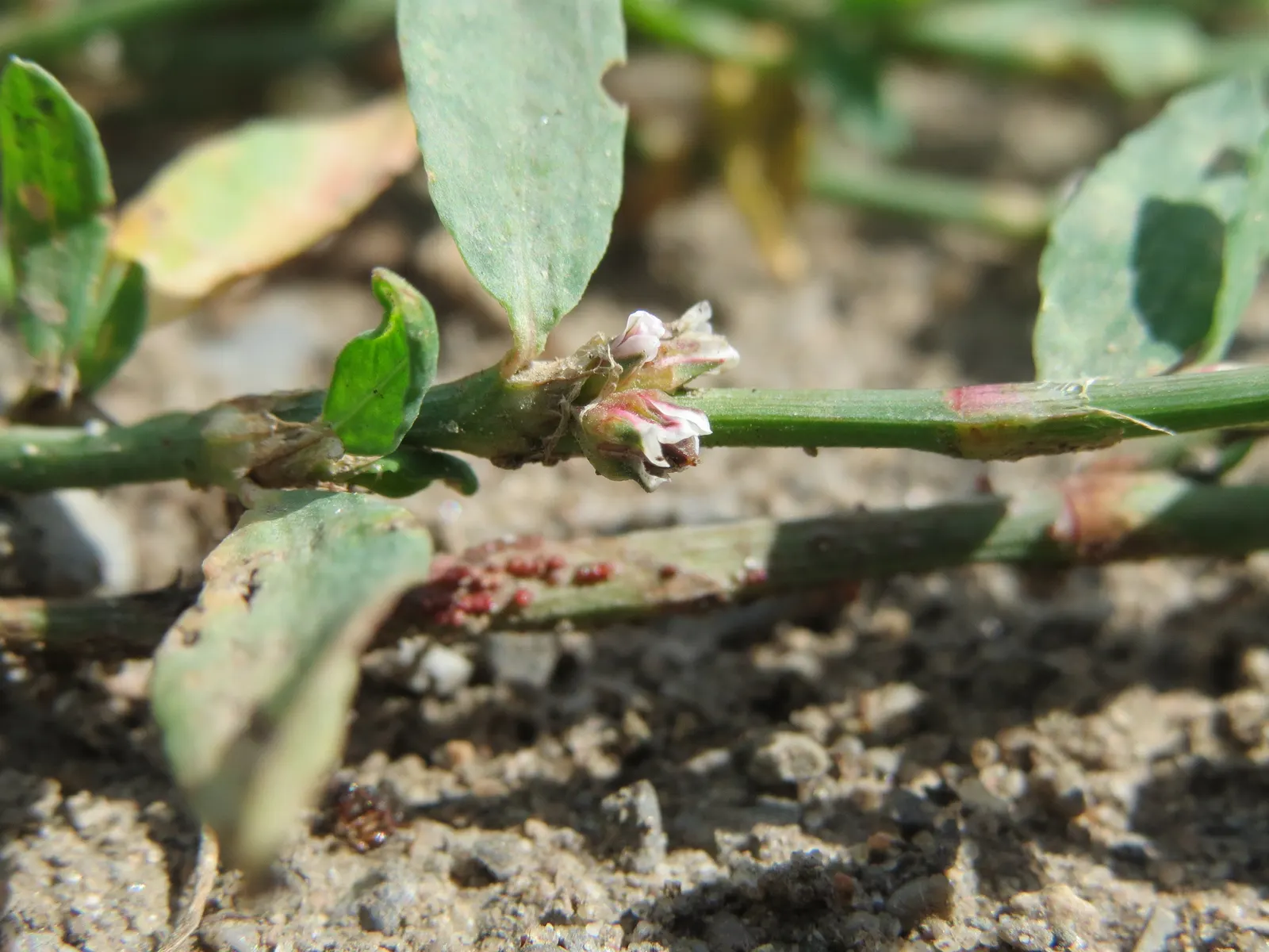Knotweed (Persicaria Affinis 'Superba') — It features dense spikes of tiny pink flowers that deepen to red, blooming from mid-summer to fall