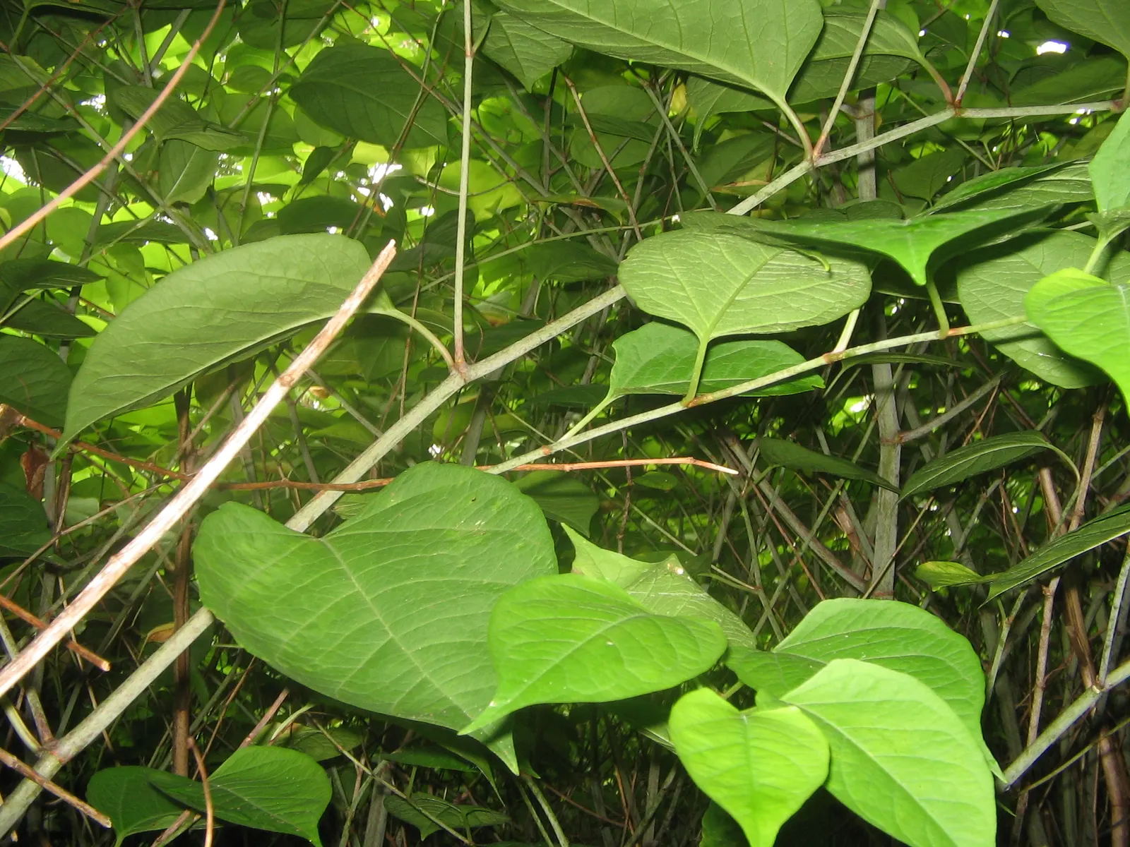 Knotweed (Persicaria Affinis 'Superba') — When integrating Knotweed into a design; it is a delightful choice for gardeners looking for a groundcover that