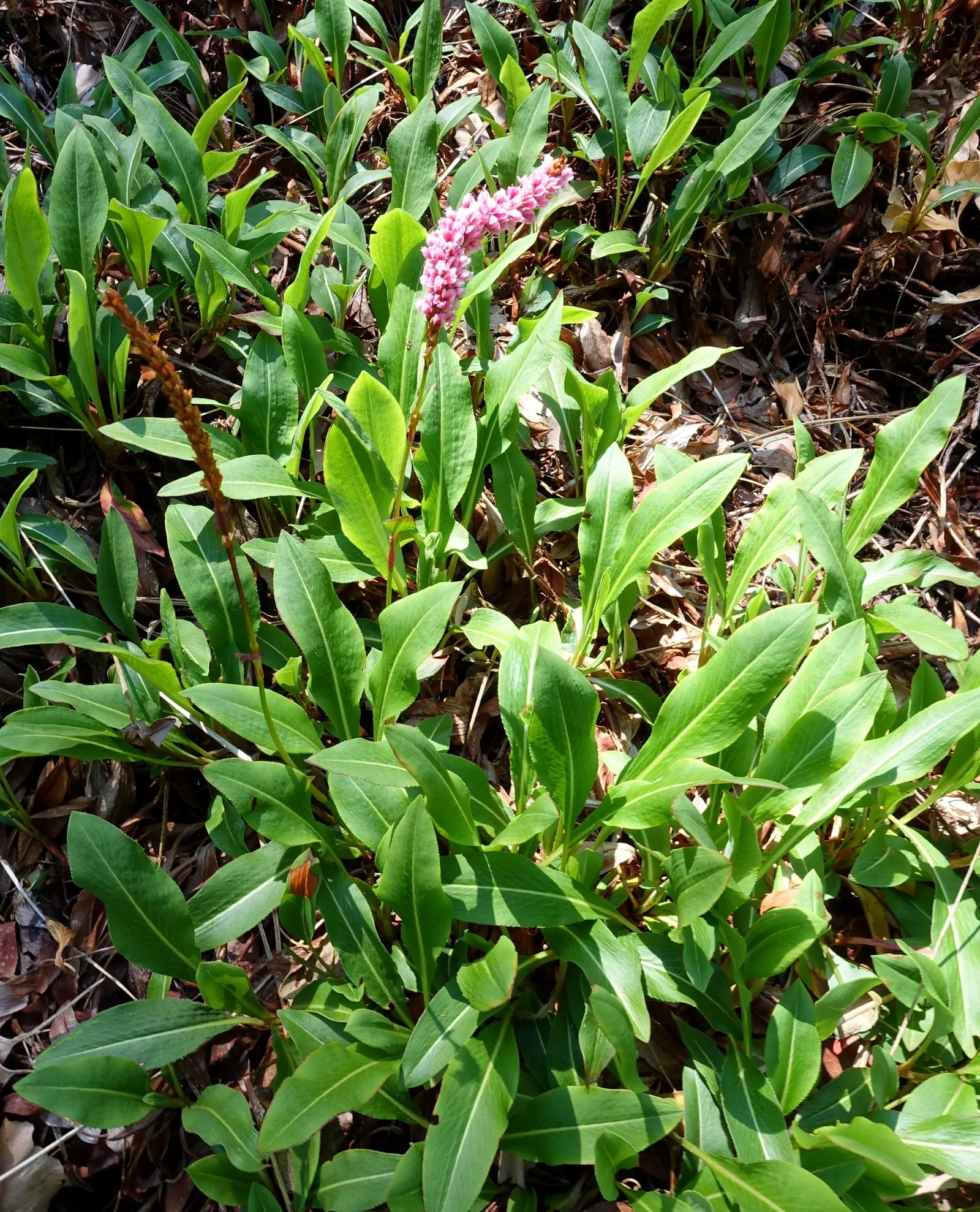 Knotweed (Persicaria Affinis 'Superba') — Ideal for borders or slopes; elliptical leaves turn bronzy-green in fall, image 70