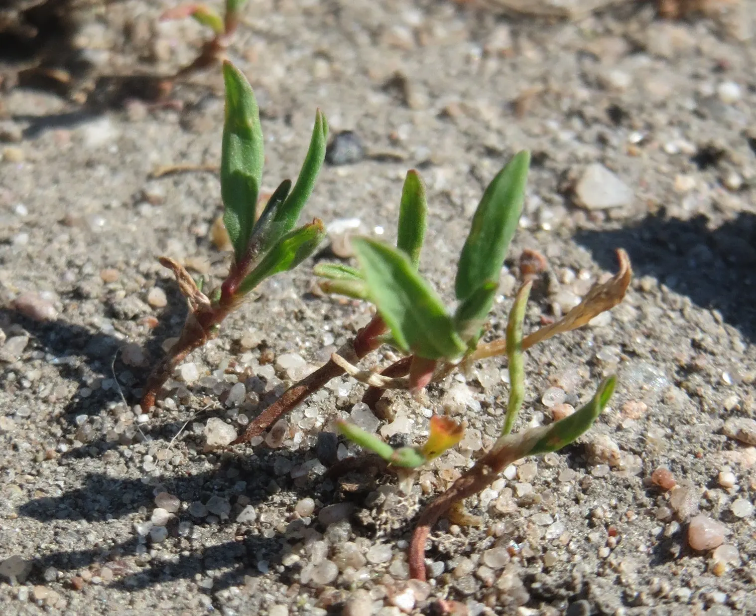 Knotweed (Persicaria Affinis 'Superba') — Ideal for borders or slopes; elliptical leaves turn bronzy-green in fall