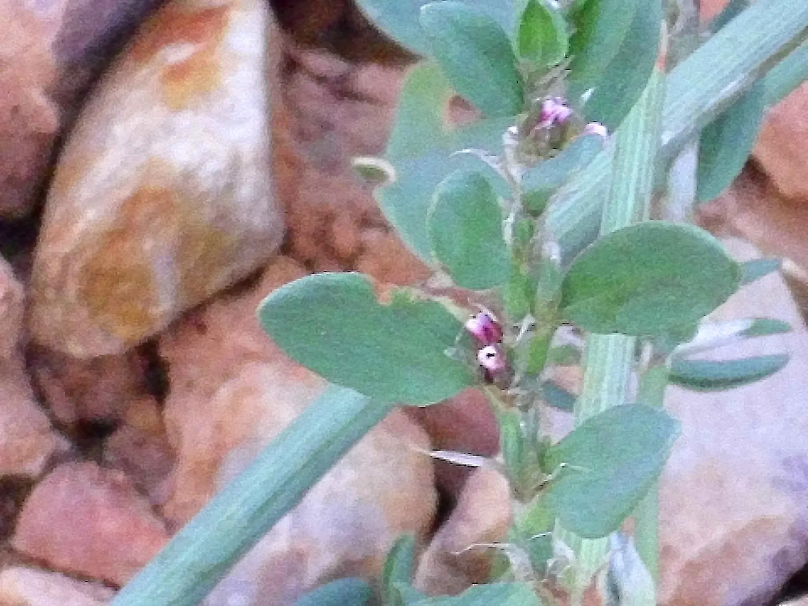 Knotweed (Persicaria Affinis 'Superba') — It features dense spikes of tiny pink flowers that deepen to red, blooming from mid-summer to fall; pink, image 86