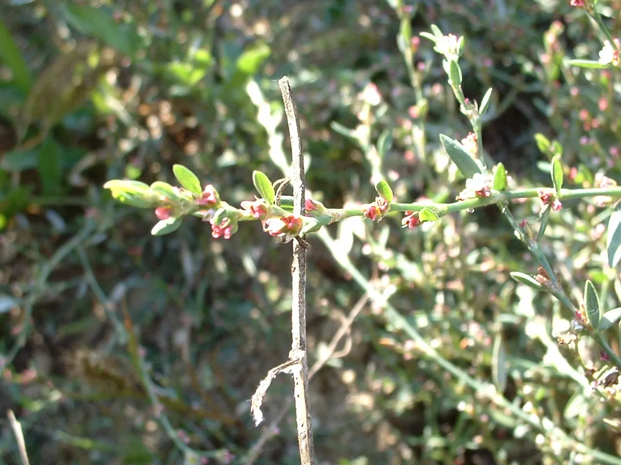 Knotweed (Persicaria Affinis 'Superba') — elliptical leaves turn bronzy-green in fall, image 67