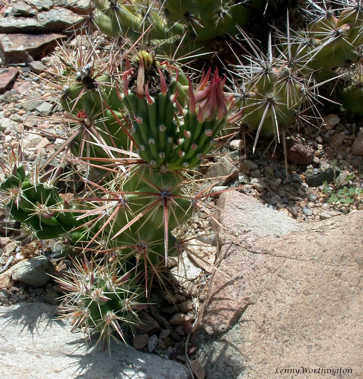 Devil Cholla (Grusonia Kunzei) — Notable for its segmented