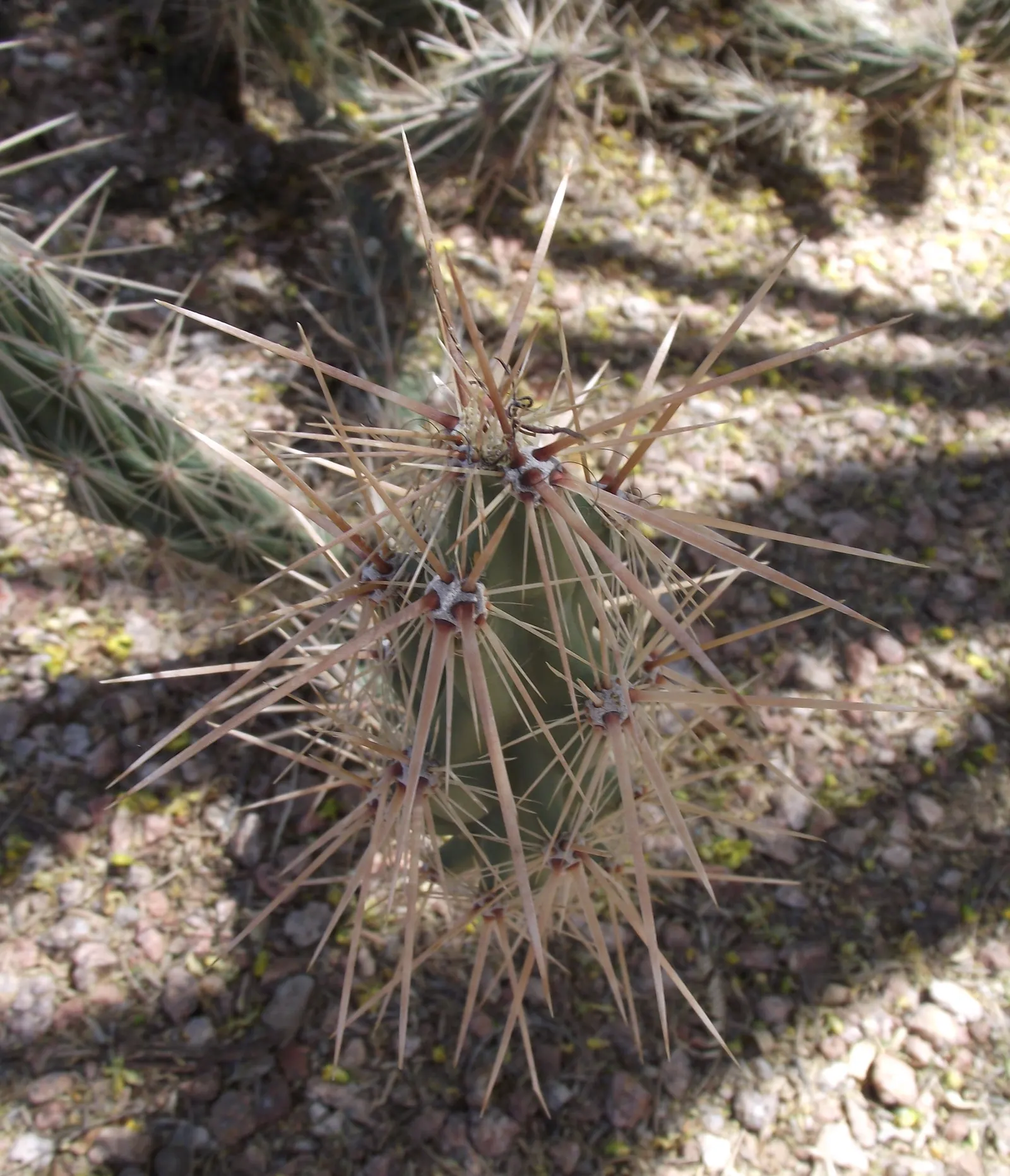 Devil Cholla (Grusonia Kunzei) — Devil Cholla (Grusonia kunzei) is a spiny