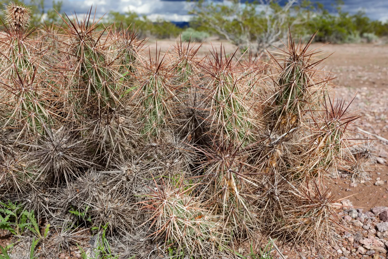 Devil Cholla (Grusonia Kunzei) — shrub-like cactus reaching up to 2 feet in height