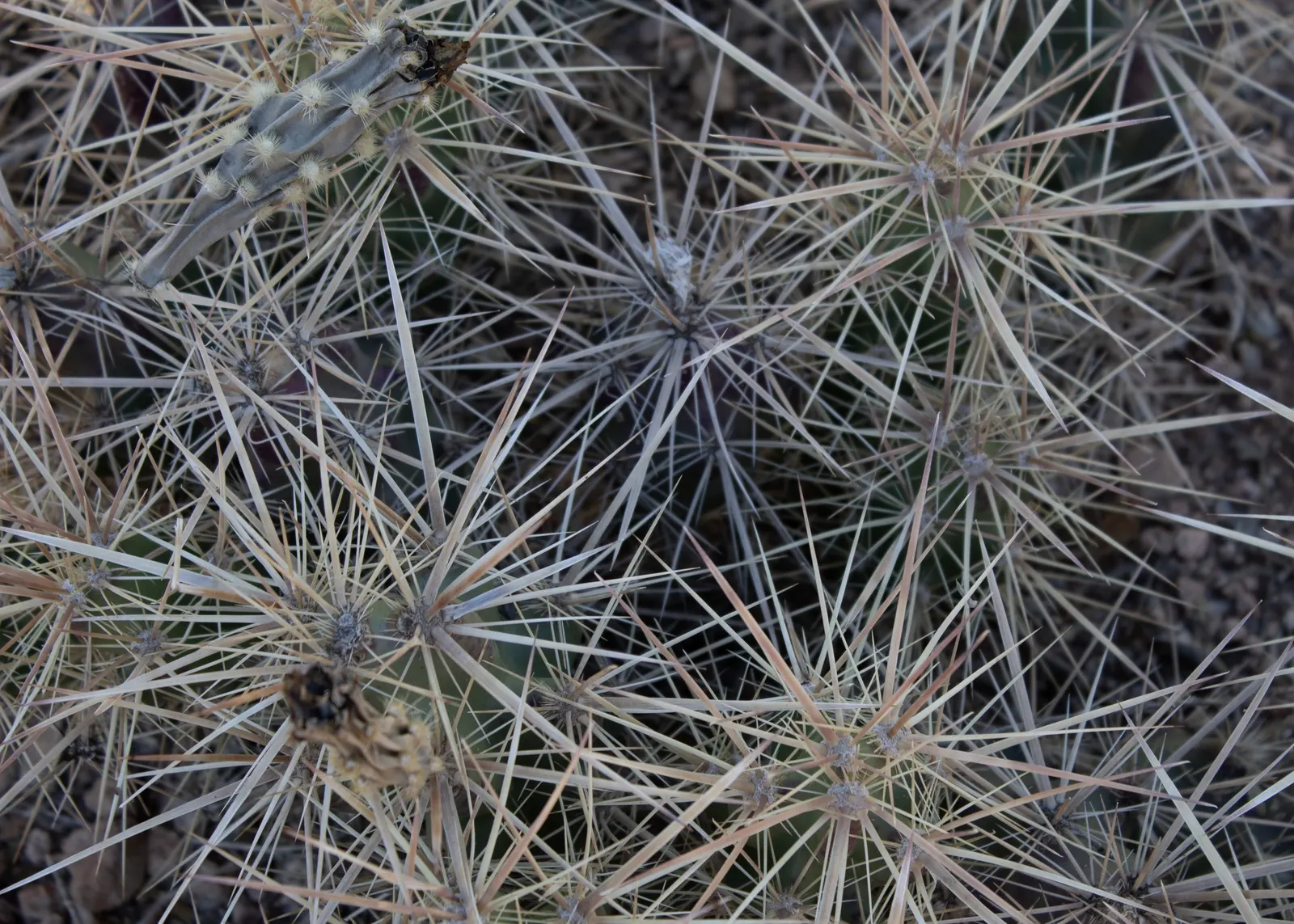 Devil Cholla (Grusonia Kunzei) — with a spread of up to 3 feet