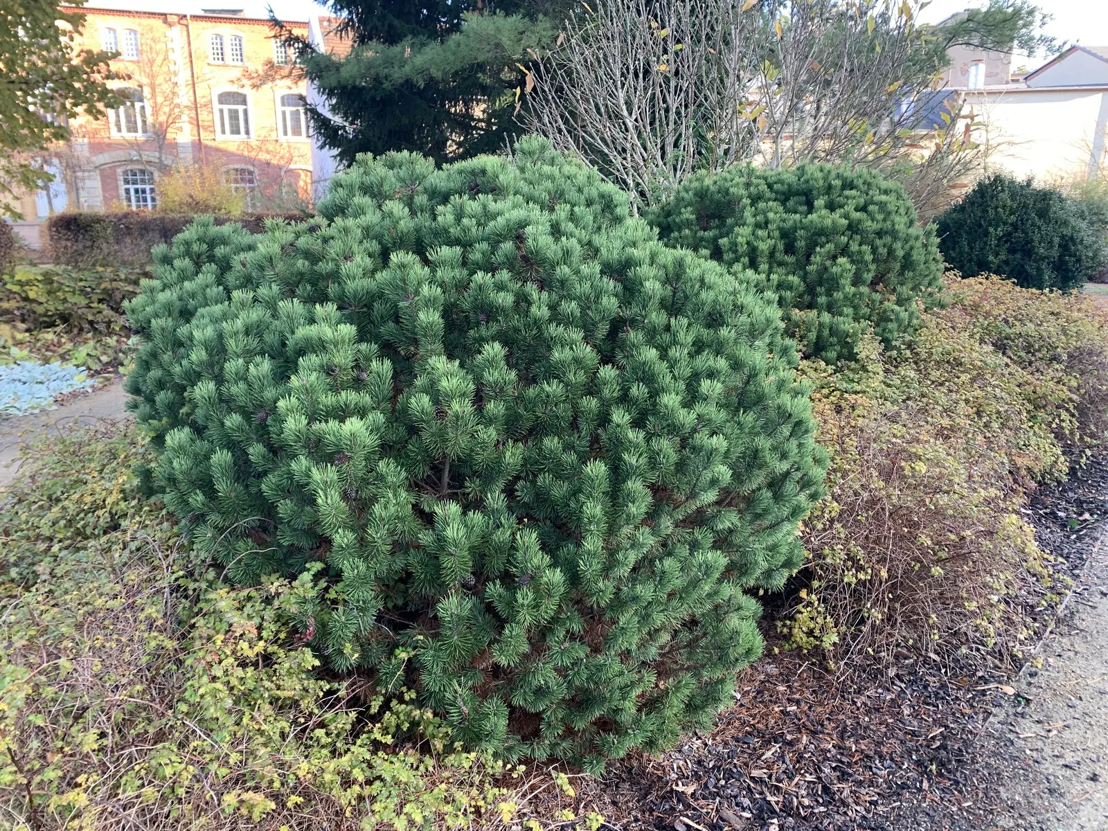 Gnom Mugho Pine (Pinus Mugo 'Gnom') — also known as the Gnom Mugho Pine