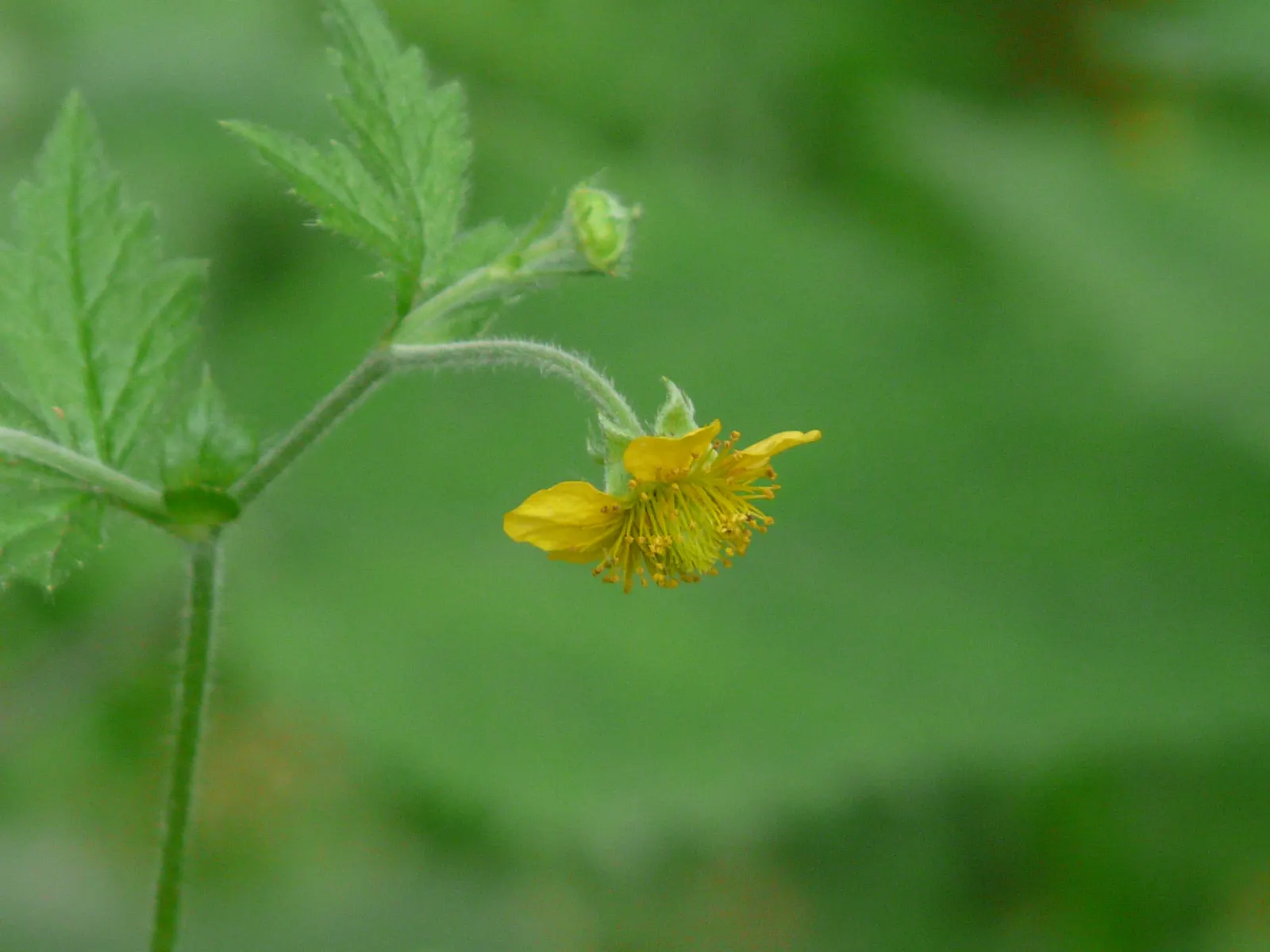 Yellow Geum (Geum 'Yellow') — perennial for full or half; including deadheading to encourage prolonged flowering and division every few years to maintain its