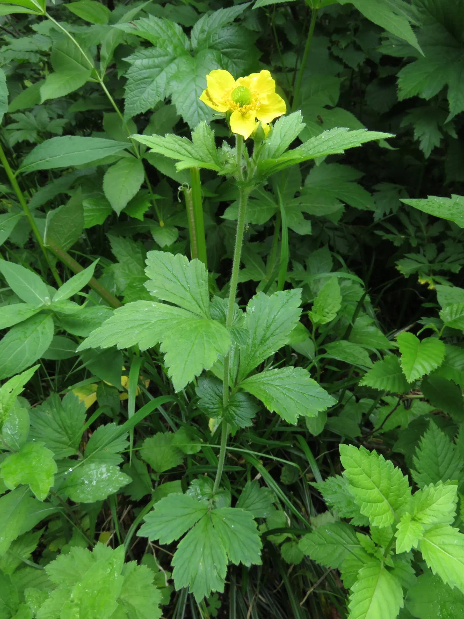 Yellow Geum (Geum 'Yellow') — wildlife-friendly garden.<br><br>Yellow Geum requires minimal care; adds a warm and inviting touch to garden beds and