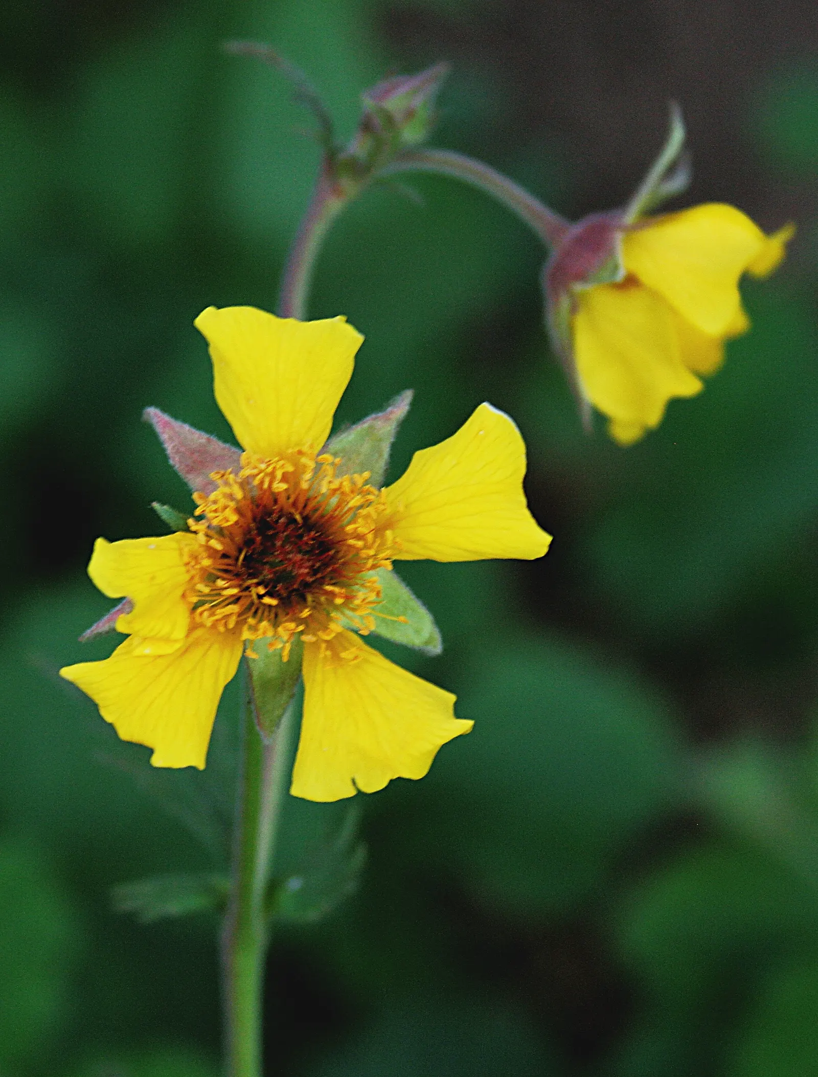 Yellow Geum (Geum 'Yellow') — forming a low mound approximately 12 to 18 inches in width