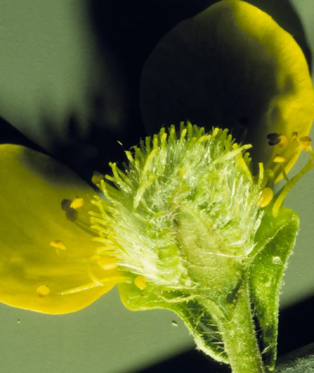 Yellow Geum (Geum 'Yellow') — Once established, Yellow Geum is drought-tolerant, making it a durable choice for gardens in various climates; it, image 54