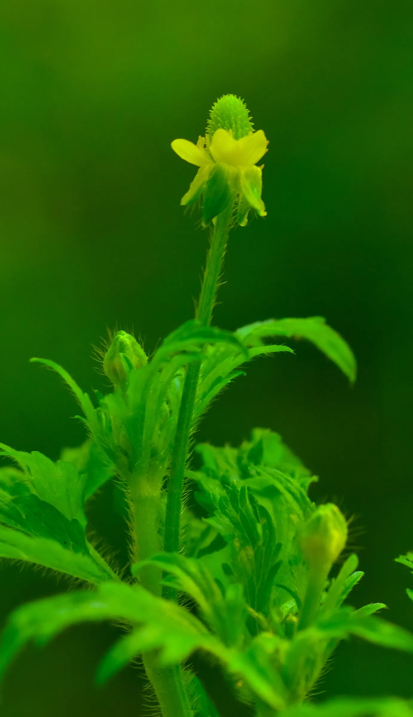 Yellow Geum (Geum 'Yellow') — Rising on stems up to 18 inches tall, the blooms grace the garden from late spring to early summer; yellow Geum can fill in